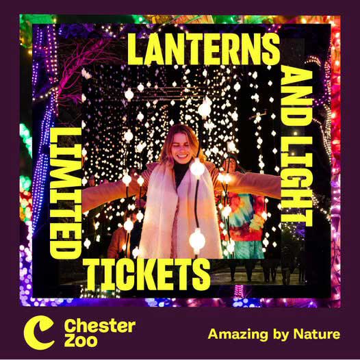 Chestertourist.com - Christmas - Lanterns and Light at Chester Zoo Page Three